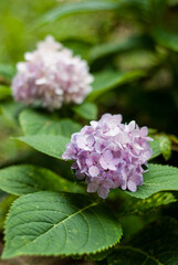 pink hydrangea flower