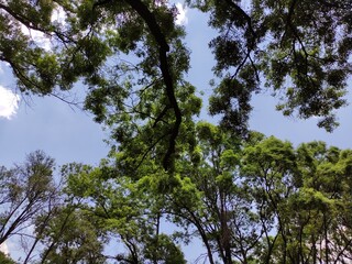 Green leaves of a tree in daylight in spring,Hojas verdes de un árbol a la luz del día en primavera, (2)
