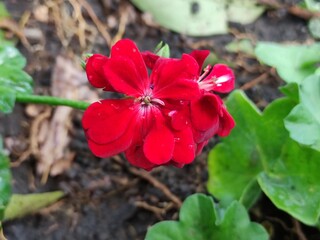 Beautiful red flower. The sun's rays illuminate the delicate blossom.,Hermosa flor  roja. Con Los rayos del sol iluminan la delicada flor.(10)