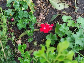 Beautiful red flower. The sun's rays illuminate the delicate blossom.,Hermosa flor  roja. Con Los rayos del sol iluminan la delicada flor.(9)