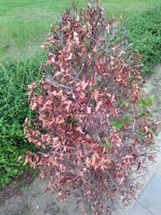 Dry Shrub with Brown Leaves in a Garden