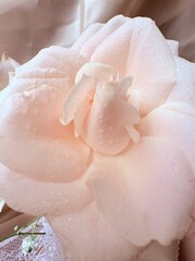 Soft Blush Rose in Morning Light
