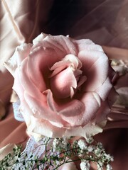 Soft Blush Rose in Morning Light