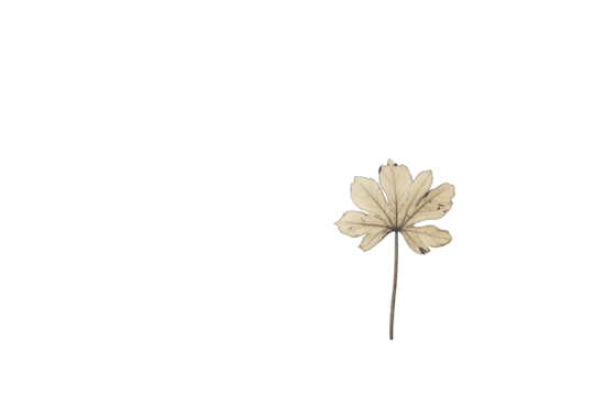 Pale, light beige leaf against black background
