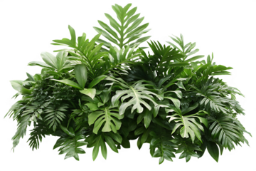  tropical leaves foliage plant jungle bush floral isolated on white background PNG