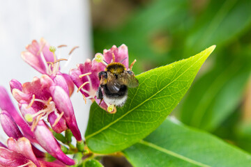 Close-up image of a bumblebee feeding on a cluster of pink honeysuckle flowers