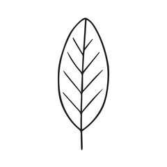 Stylized black and white vector of a single leaf, surrounded by strong black outlines, showcasing its organic form and detailed surface texture.

