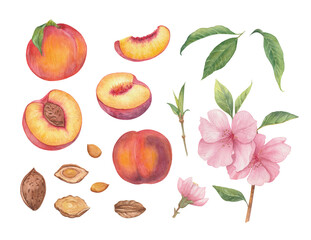 Watercolor illustration of peaches set close up. A large set with different peach varieties, on a branch with leaves, flowers, glass of juice and sliced peaches. 
