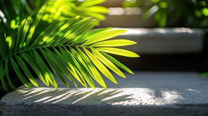 Sunlit Palm Leaf on Steps.
