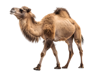 camel full body isolated white