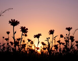 silhouette of daisies in a field with a plain background and a subtle sky