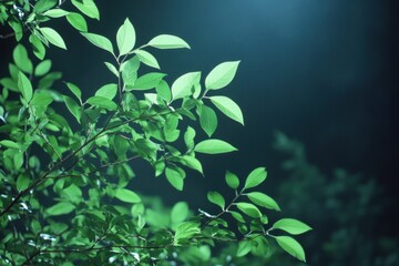 Obraz premium Green leaves on branch against dark background nature freshness environment