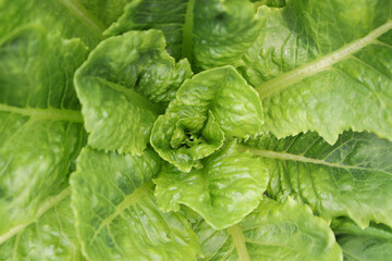 상추 클로즈업 디테일컷