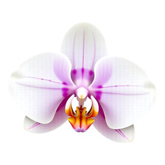 Close-up of a beautiful white and purple orchid flower