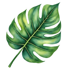 Tropical monstera leaf illustration for graphic design and creative projects element image asset