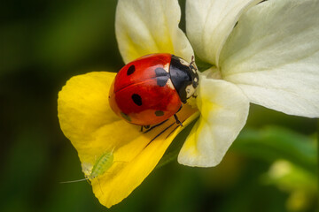 Close-up image of a red ladybird on a flower.