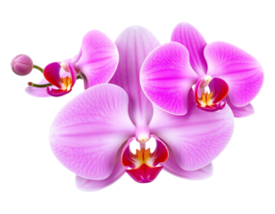 Elegant Pink Orchid Bloom Isolated