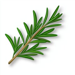 Fototapeta premium Vibrant green sprig of rosemary with slender leaves and a brown stem, isolated on a bright white background. Detailed illustration with realistic