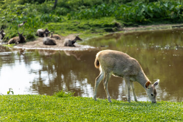a herd of deer sleeps by the lake