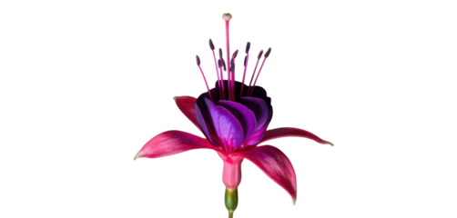 Fuchsia flower with pendulous magenta and purple petals and long stamens fully visible dangling over bright white background, Isolated Transparent Background