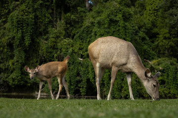 deer in the forest
