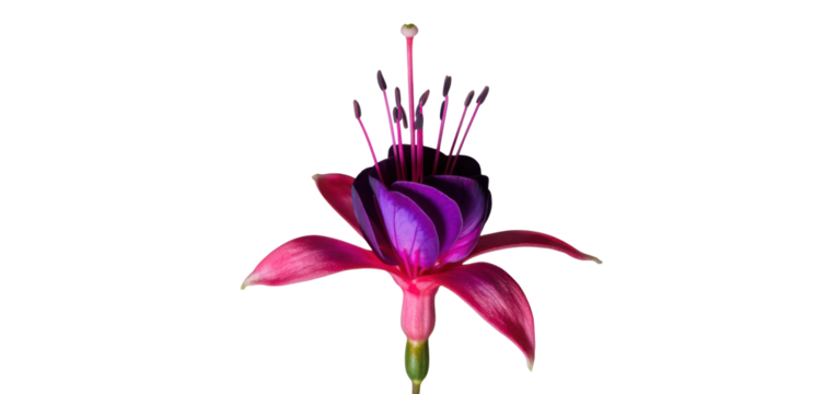 Fuchsia flower with pendulous magenta and purple petals and long stamens fully visible dangling over bright white background, Isolated Transparent Background