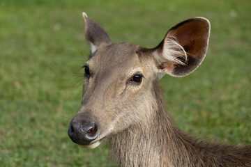 deer in the forest