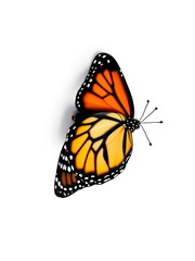 Fototapeta premium Macro of Monarch butterfly isolated on white background, top view