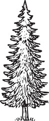 Fototapeta premium A detailed hand-drawn black-and-white illustration of a tall pine tree with dense branches, perfect for nature, forest, or wilderness-themed designs, ideal for seasonal or outdoor decor projects