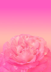 Pink damask rose flower pattern background