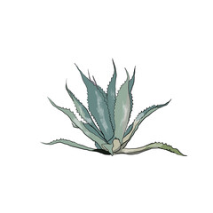 Aloe