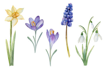 Obraz premium Watercolor spring flowers set. Illustration for greeting card, invitation and other printing design. Isolated on white.