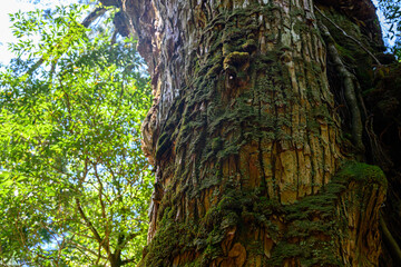 苔むす大きな木