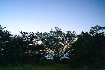 森の中から見える夕日