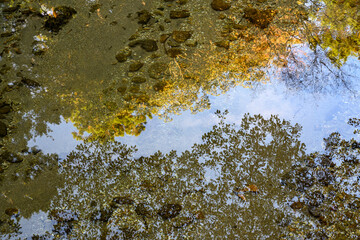 水面に映る新緑の木々