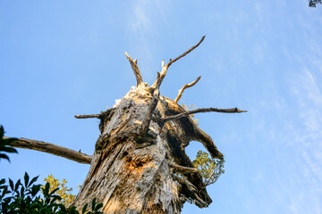 青空に映える枯れ木