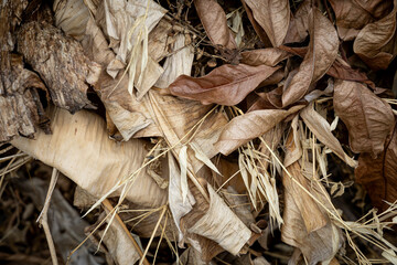a pile of various dry leaves