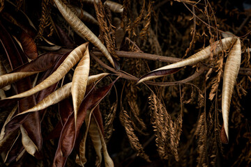 a pile of various dry leaves