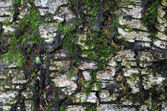 A close-up of a tree trunk reveals the rugged texture of its bark, interspersed with patches of vibrant green moss. This natural pattern creates an intriguing design and a sense of age. - Powered by Adobe