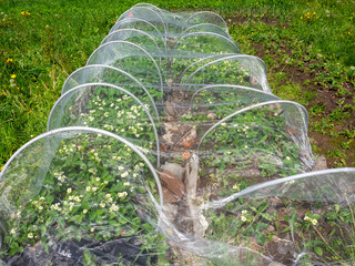 Strawberries bed covered with protective mesh. Covering strawberries with a net to protect berries from birds and other pests. Gardeners tips for preserving the berry crop