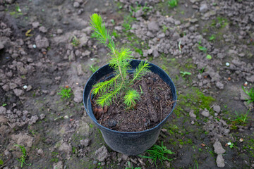 A young coniferous plant in a pot awaits planting, symbolizing the beginning of new life and care for nature. Its delicate green needles promise future growth and greenery. The photo conveys moments o