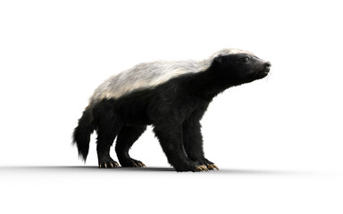 3d Illustration of a Honey Badger with Clipping path – Nature’s Most Fearless Predator