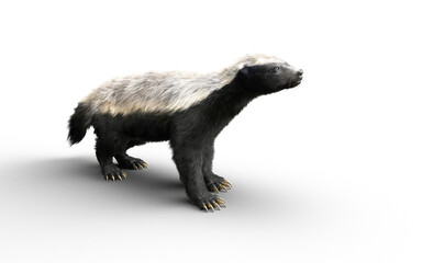 3d Illustration of a Honey Badger with Clipping path – Nature’s Most Fearless Predator
