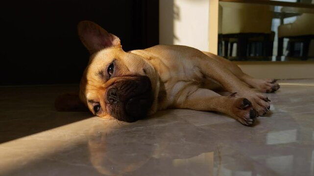 Fawn French Bulldog lies quietly on floor, stripe of warm sunlight illuminating its head and eyes. Dog appears to rest peacefully but blinks and glances around, subtly shifting ears