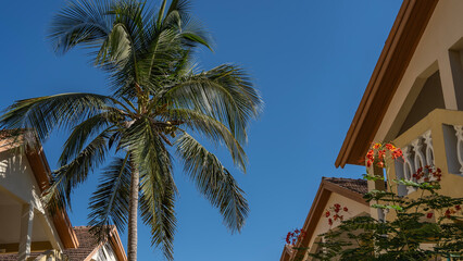 A tall coconut palm. Sprawling green leaves of the crown against a clear blue sky. Fragments of...
