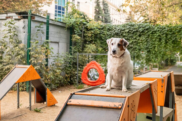 White dog with black ear resting on a dog park obstacle. Appears uninterested in exercise,...