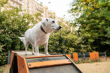 Dog stands confidently on orange ramp in outdoor training area, showcasing balance and focus....