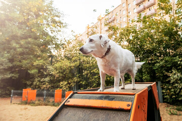 Dog Balances on Ramp in Outdoor Training Area