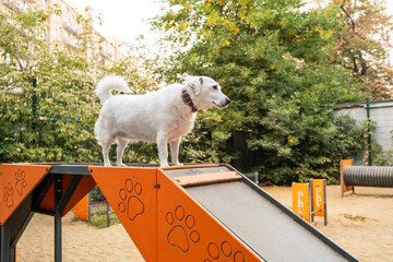 White dog confidently walking down an orange ramp in an outdoor dog park. Surrounded by trees and...