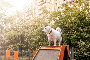 Dog Balancing on Agility Equipment at Park